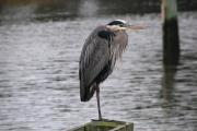 Photo: Carolina Beach State Park