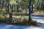 Photo: Lake Waccamaw State Park