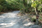 Photo: Lake Waccamaw State Park