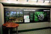 Photo: Weymouth Woods  State Natural Area