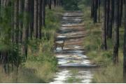 Photo: Weymouth Woods  State Natural Area