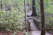 Photo: William B. Umstead State Park