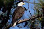 Photo: Falls Lake State Recreation Area