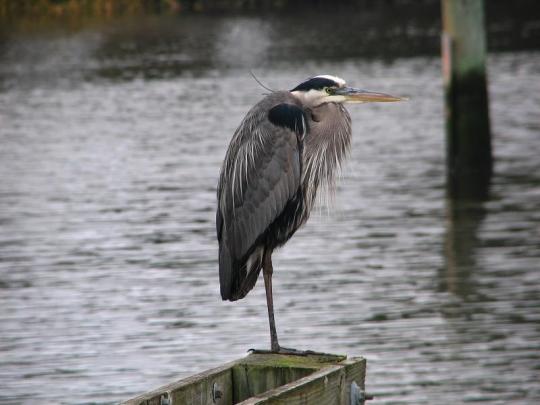 Campground Details - Carolina Beach State Park, NC - North Carolina ...