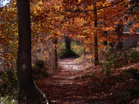 Merchants Millpond, the Most Remote State Park in North Carolina -  Explanders