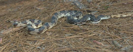 Campground Details - Weymouth Woods State Natural Area, NC - North ...